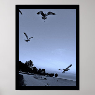 Gulls, unterbrochen poster