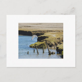 Guls in Flight Postcard Postkarte