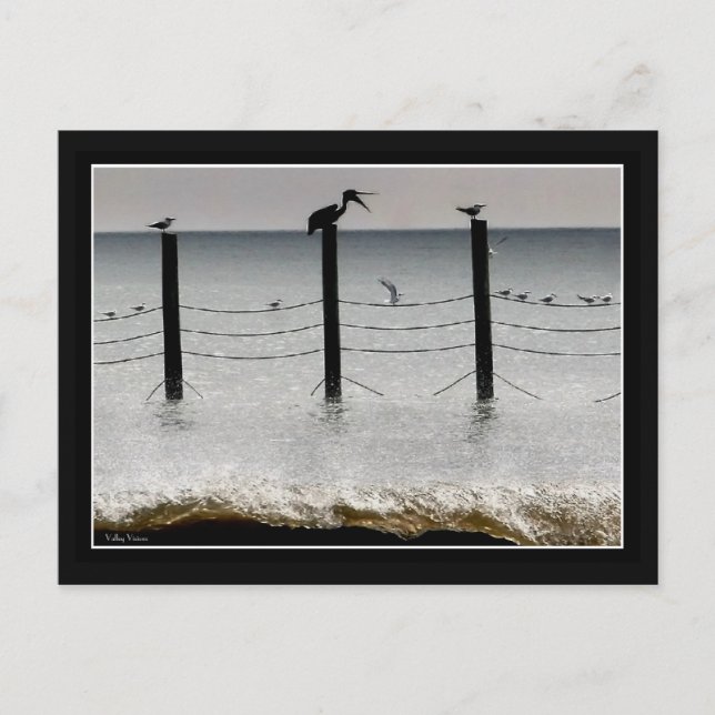 Guls und Pelikane Postkarte (Vorderseite)