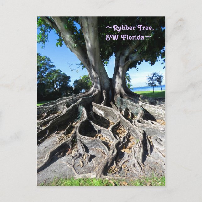 Gummibaum Curvy Roots Fort Myers Postcard Postkarte (Vorderseite)