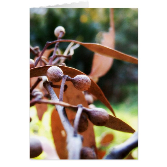 gumnuts Karte (Vorne)