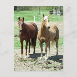 Gumpy and Limited Postkarte