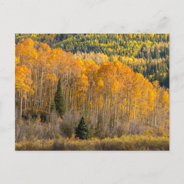 Gunnison National Forest Postkarte (Vorderseite)