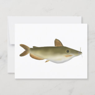 Günther's Catfish Postkarte