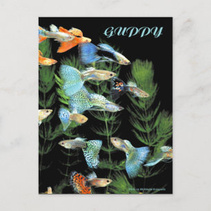 Guppies Postkarte