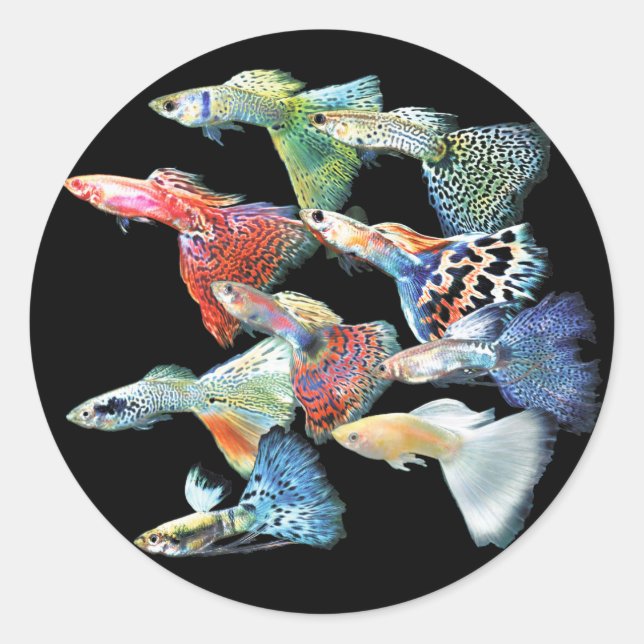 Guppies Runder Aufkleber (Vorderseite)