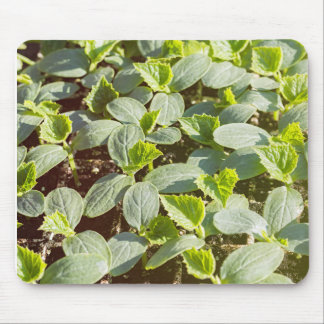Gurken Mousepad