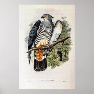 Gurney's Cuckoo-Falcon von John Gould Poster