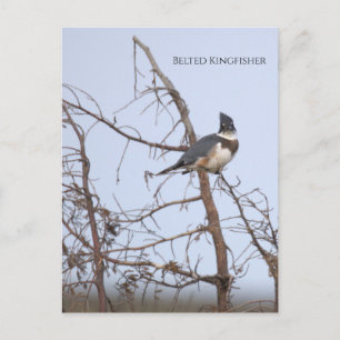 Gürtel-Eisvogel-Foto-Postkarte Postkarte