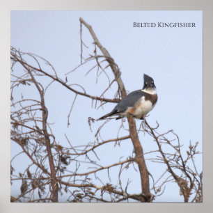 Gürtel-Eisvogel-Fotoplakat Poster