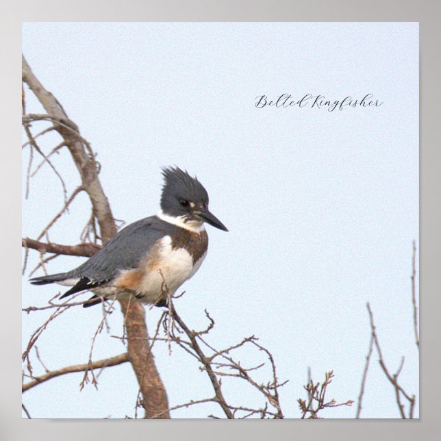 Gürtel-Eisvogel-Fotoplakat Poster (Vorne)