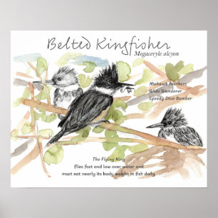 Gürtel-Eisvogel-Vogel-Elritze-Fisch-Bäume Poster