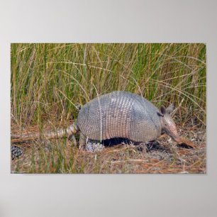 Gürteltier, Bear Island Wildlife Area, S. Carolina Poster