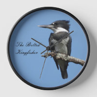 Gürteltier Kingfisher nah