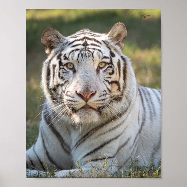 Gus - Karte Poster (Vorne)