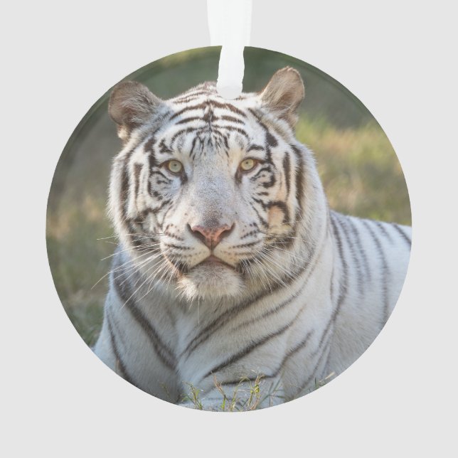 Gus - ornament (Rückseite)