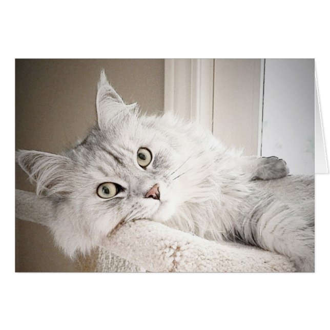 Gut MEOW-Karte (Vorderseite (Horizontal))