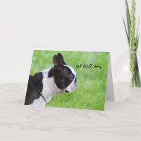 Gute Besserung Boston Terrier Grußkarte