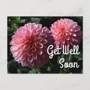 Gute Besserung Dahlia Valley Porcupine #1 Postkart Postkarte