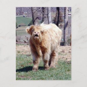 Gute Hochlandpostkarte Postkarte