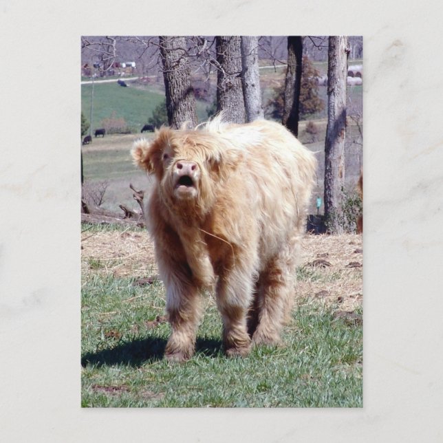 Gute Hochlandpostkarte Postkarte (Vorderseite)