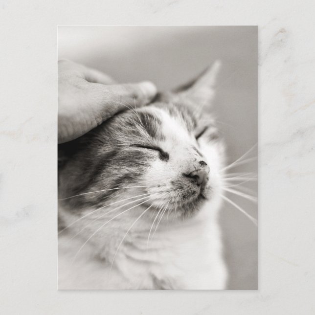 Gute Kätzchen! -Postkarte Postkarte (Vorderseite)