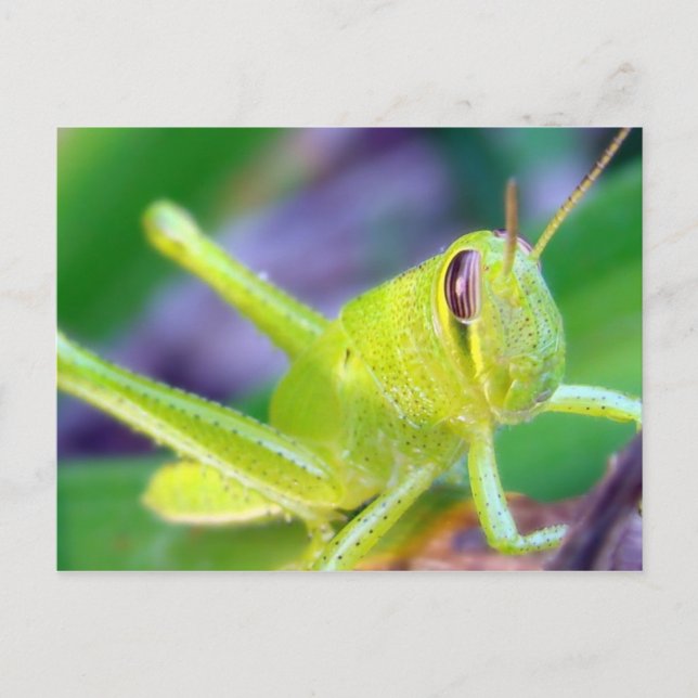 Guten Morgen, Grasshopper! Postkarte (Vorderseite)