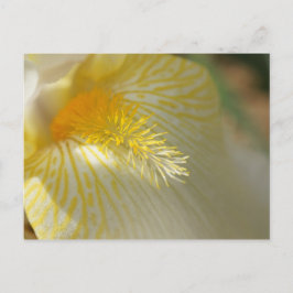 Guten Morgen, Iris! Postkarte