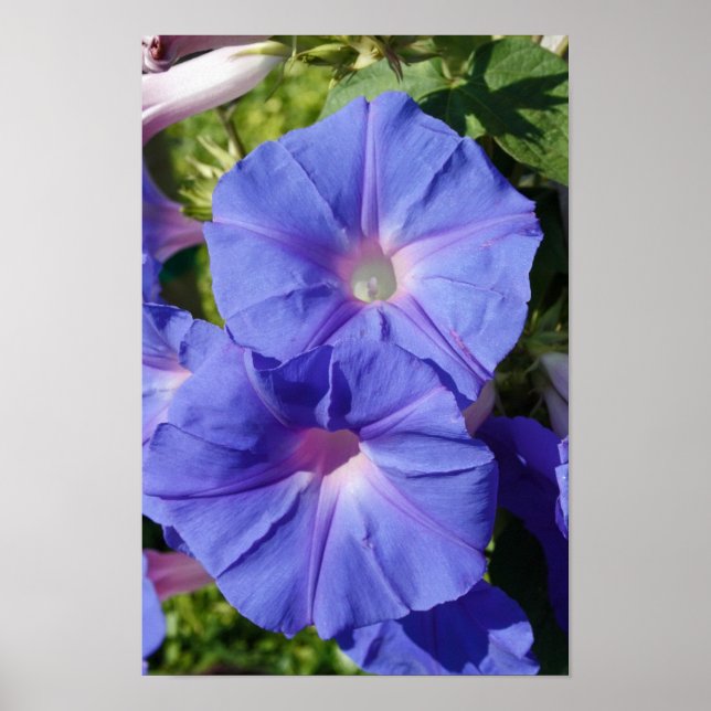 "Guten Morgen, Ruhm" Poster (Vorne)