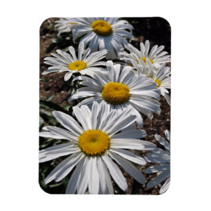 Gutenmorgen-Gänseblümchen Magnet