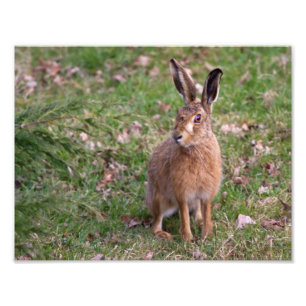 Guter Hase-Tagesdruck Fotodruck