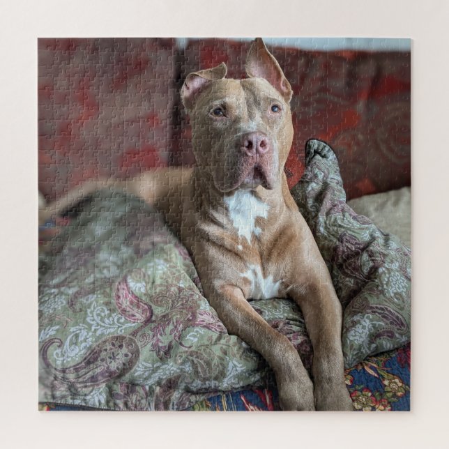 Guter Junge Süßer Pit Bull Farb Foto Puzzle (Vertikal)