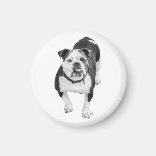 Gütige Augen, Bulldoggen-Magnet Magnet