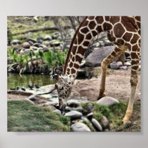 Gütiger Giraffenaufdruck Poster