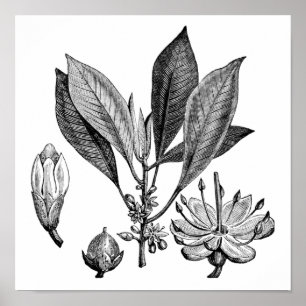 Guttapercha-Baum Poster