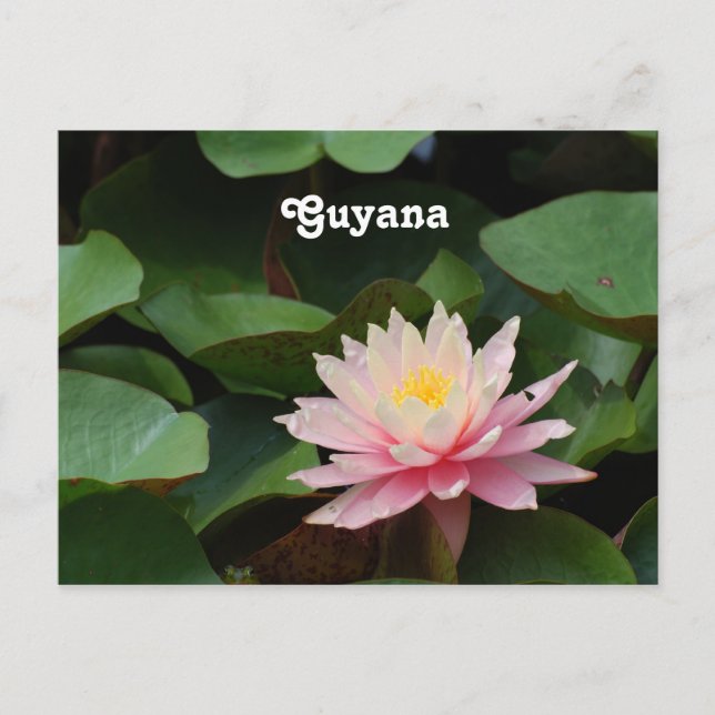 Guyana Water Lily Postkarte (Vorderseite)