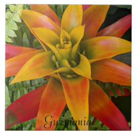 Guzmania Bromeliad Plant Floral Fliese