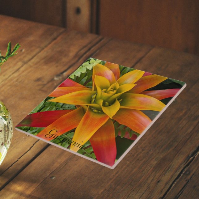 Guzmania Bromelien-Pflanze Floral Fliese (In Situ)