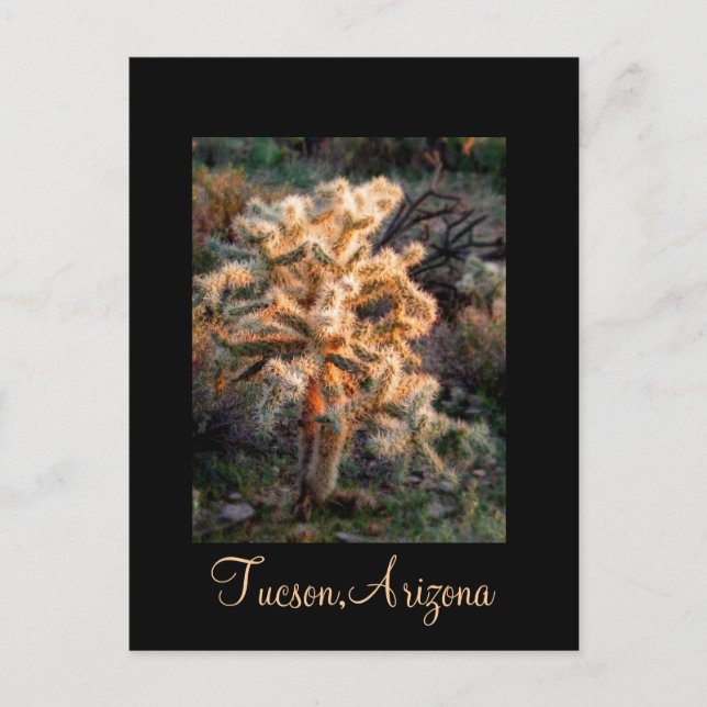Gwer Cholla Tucson, Arizona Postkarte (Vorderseite)