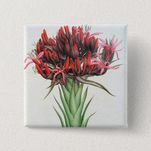 Gymea Lilie, 1826 (w/c auf Papier) Button