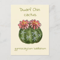 Gymnocalycium Baldianum-Kaktus Postkarte