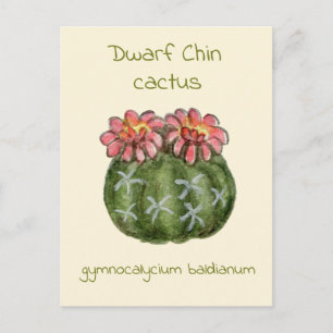 Gymnocalycium Baldianum Kaktus Postkarte
