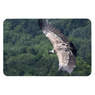 Gyps fulvus fliegen magnet