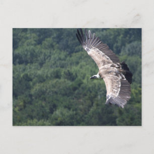 Gyps fulvus fliegen postkarte