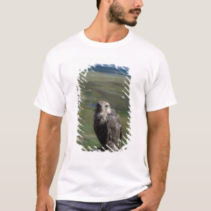 Gyrfalcon, Falco rusticolus, juvenil T-Shirt