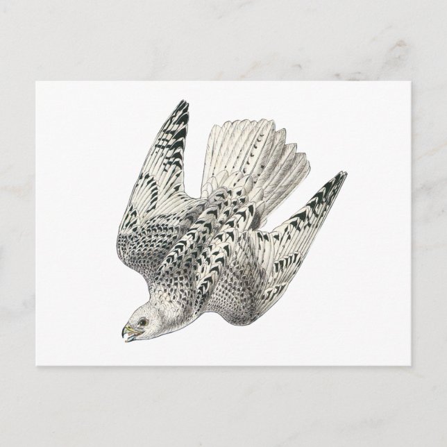 Gyrfalcon Falcon Diving Vintag Art Postkarte (Vorderseite)