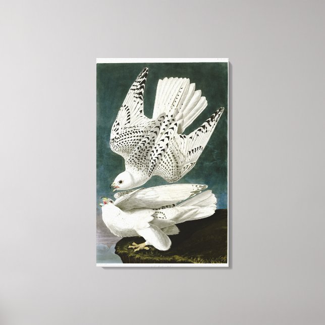 Gyrfalcon Fine Art von John Audubon Leinwanddruck (Vorderseite)