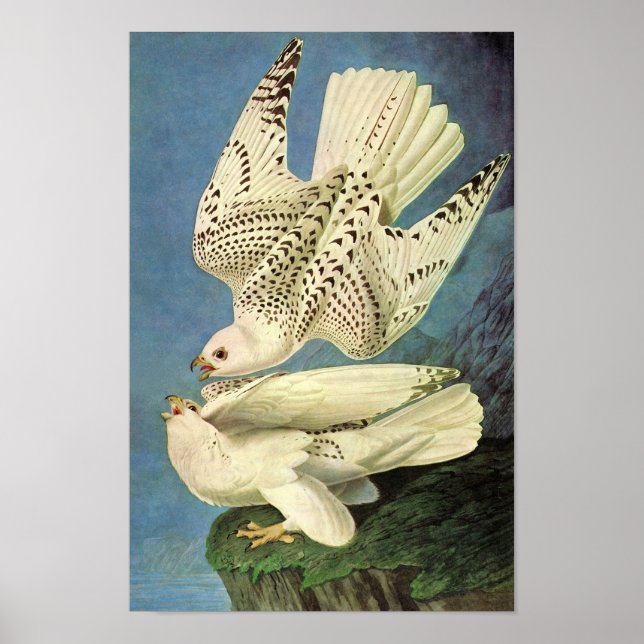 Gyrfalcon, John James Audubon Poster (Vorne)
