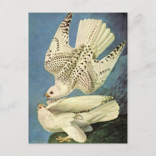 Gyrfalcon, John James Audubon Postkarte