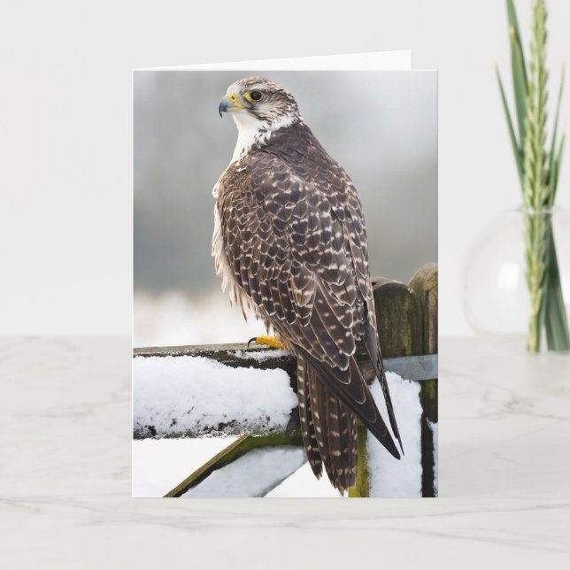Gyrfalcon Karte (Vorderseite)